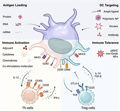Crosstalking with dendritic cells: a path to engineer advanced T Cell immunotherapy